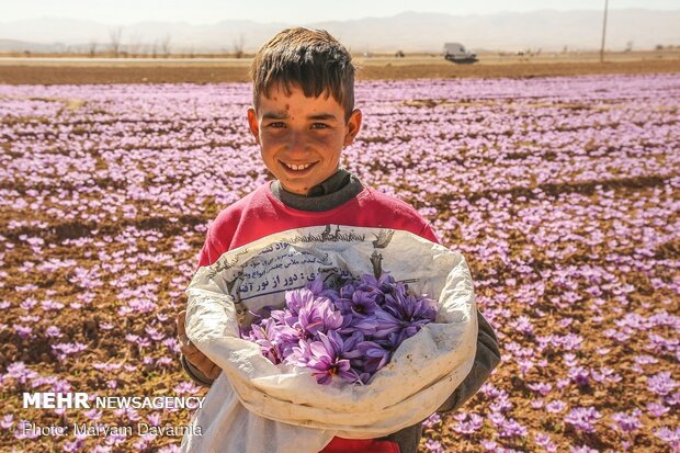 Saffron harvest in North Khorasan Prov.
