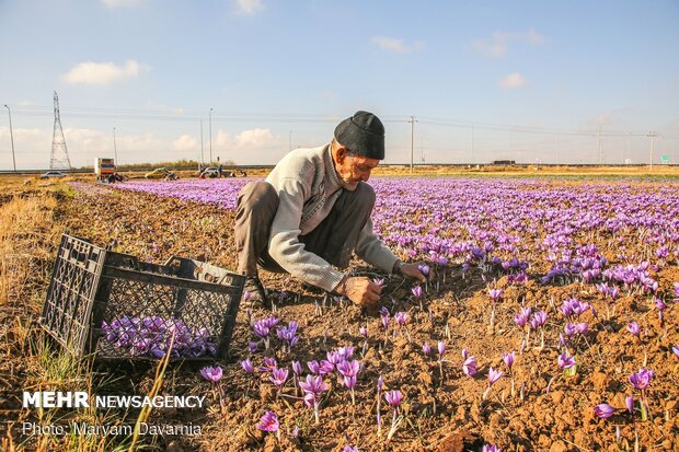 پیش بینی تولید ۱.۷ تن زعفران در آذربایجان شرقی