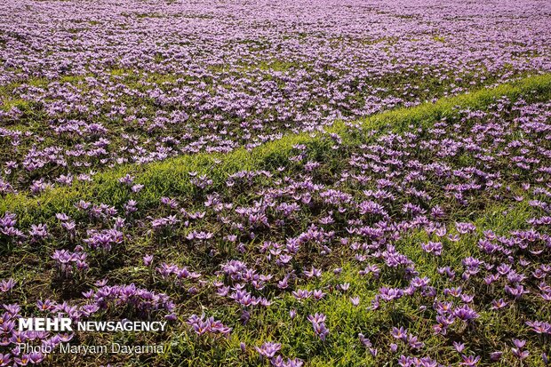 آغاز برداشت زعفران از مزارع گلپایگان