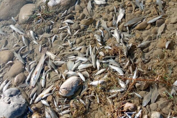 فیلمی از مرگ دسته جمعی ماهی ها در رودخانه «جره»