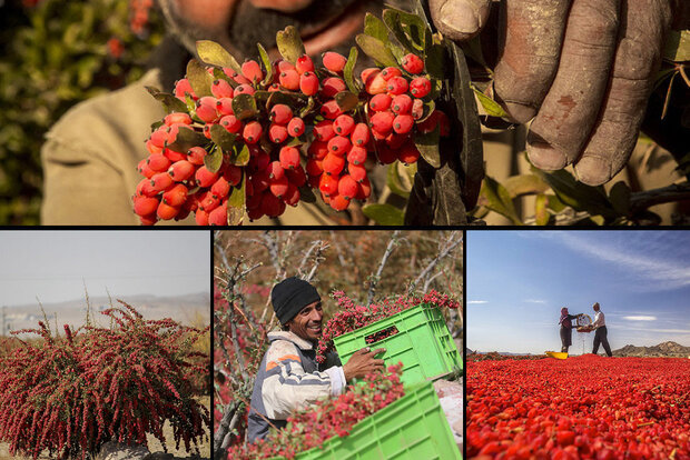 تیغِ زرشک بر دل کشاورزان/ زخم کرونا و نمک‌پاشی دلالان