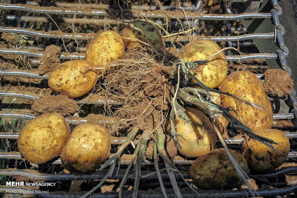اجرای سایت جامع الگویی تولید بذر سیب‌زمینی در اردبیل