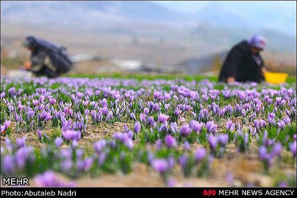 برندسازی مانع صادرات زعفران از مازندران 