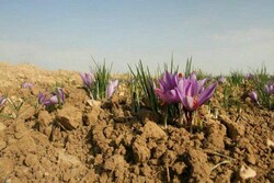 کمین دلالان برای طلای سرخ/ تنوعی از موانع مقابل زعفران‌کاران