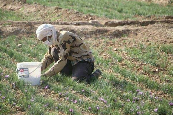 ۱۸۰ کیلوگرم زعفران در شهرستان بن برداشت می شود