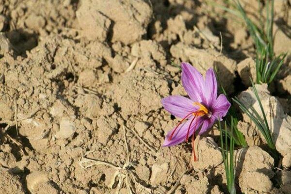 سقوط آزاد طلای سرخ در رباط‌کریم/جهاد کشاورزی به تخریب فکر می‌کند