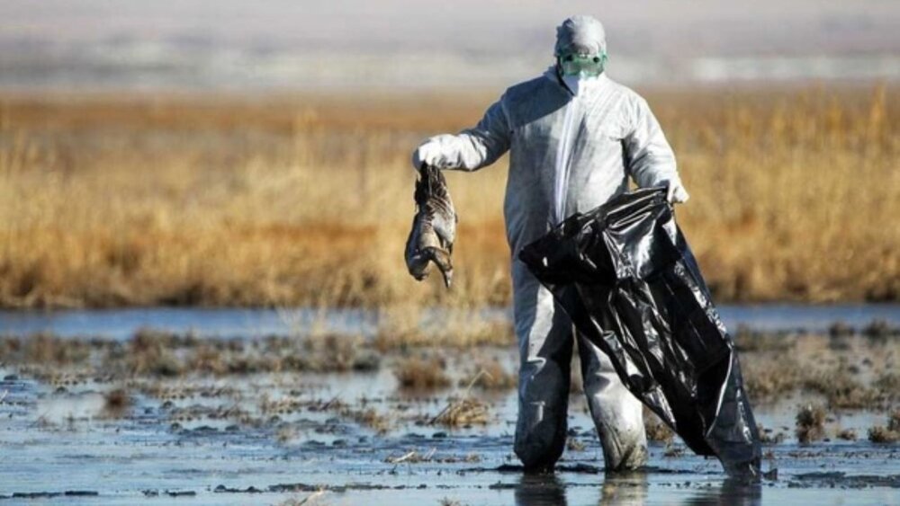 موردی از آنفولانزای پرندگان در آذربایجان‌غربی گزارش نشده است
