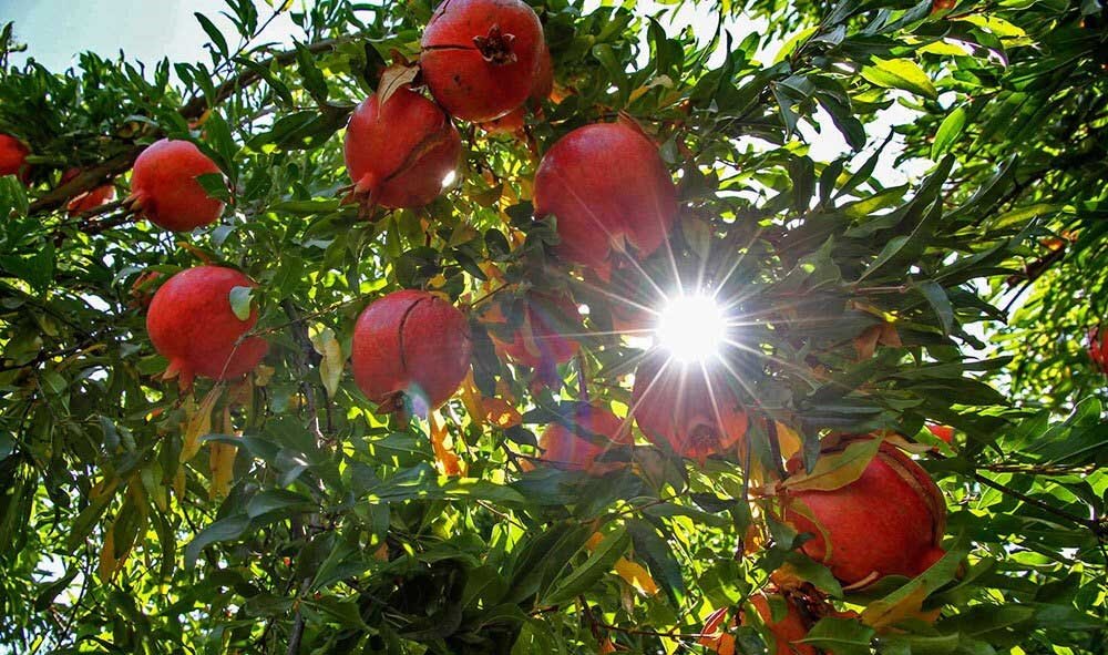 صادارت ۷۰ درصد از محصول انار «تنگه سیاب» به استان‌های هم‌جوار