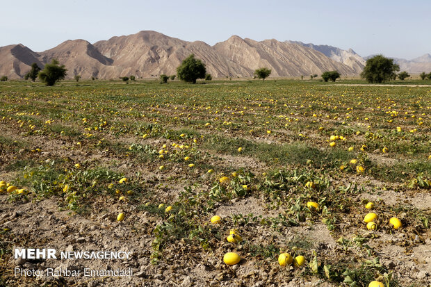 آغاز برداشت « شمام » از مزارع شهرستان بندر خمیر - هرمزگان