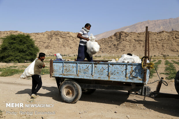 آغاز برداشت « شمام » از مزارع شهرستان بندر خمیر - هرمزگان