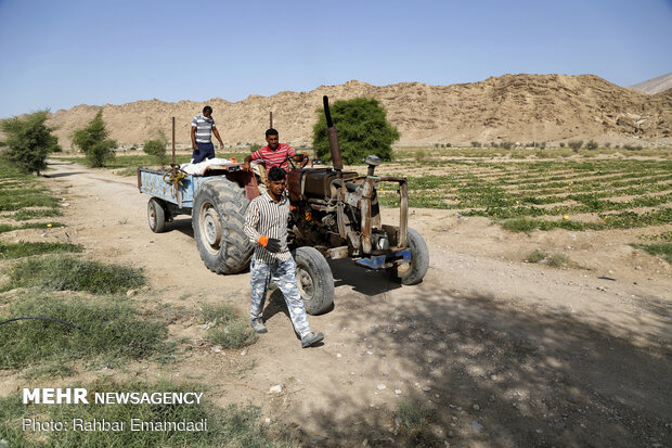 آغاز برداشت « شمام » از مزارع شهرستان بندر خمیر - هرمزگان