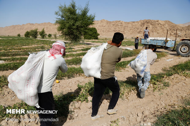 آغاز برداشت « شمام » از مزارع شهرستان بندر خمیر - هرمزگان