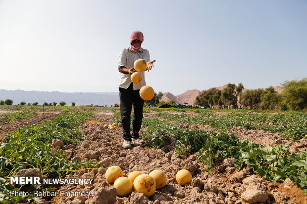 آغاز برداشت « شمام » از مزارع شهرستان بندر خمیر - هرمزگان