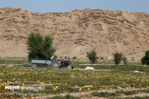 آغاز برداشت « شمام » از مزارع شهرستان بندر خمیر - هرمزگان