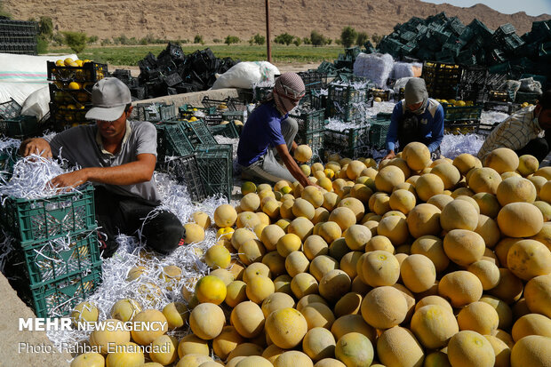 آغاز برداشت « شمام » از مزارع شهرستان بندر خمیر - هرمزگان