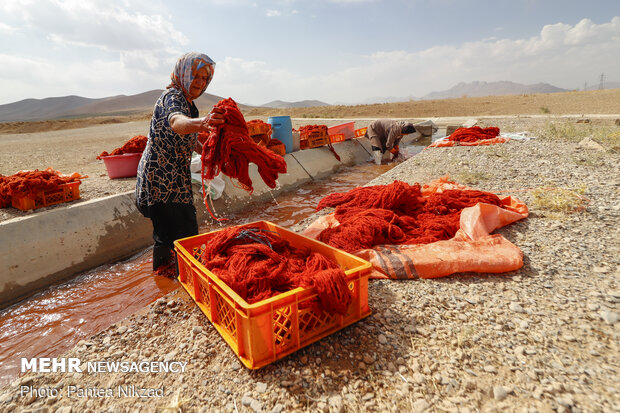 Traditional dyeing in SW Iran
