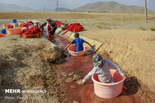 Traditional dyeing in SW Iran
