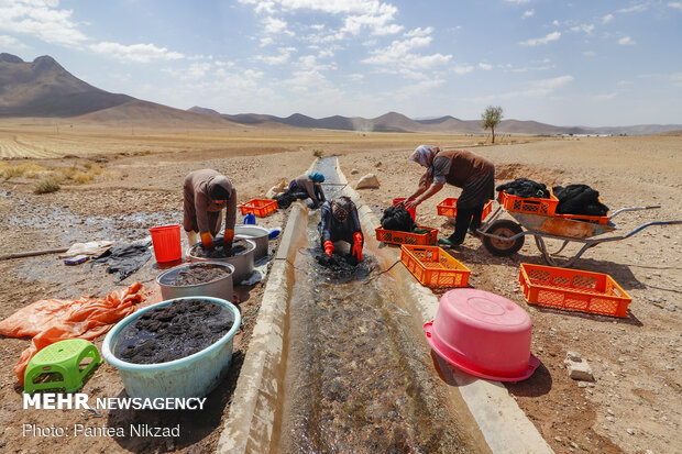 Traditional dyeing in SW Iran
