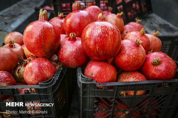 Pomegranate harvest in Qom
