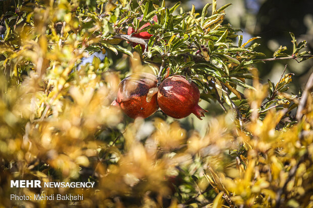 Pomegranate harvest in Qom
