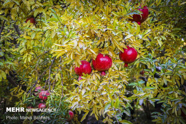 Pomegranate harvest in Qom
