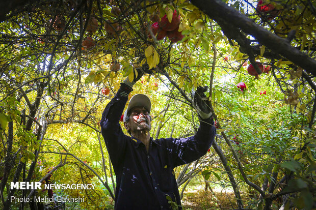 Pomegranate harvest in Qom
