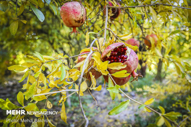 Pomegranate harvest in Qom
