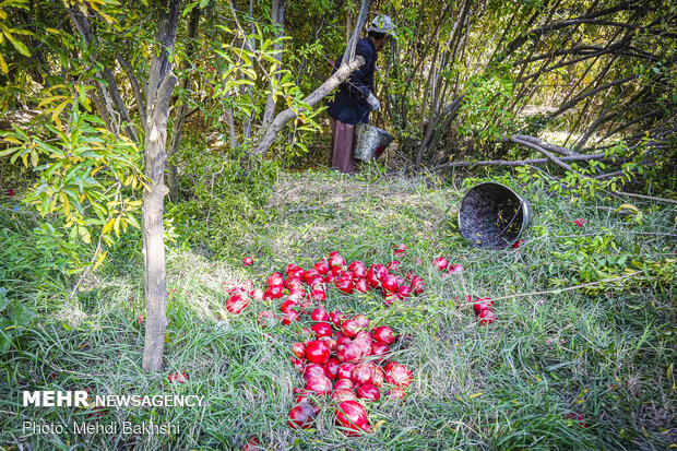 Pomegranate harvest in Qom
