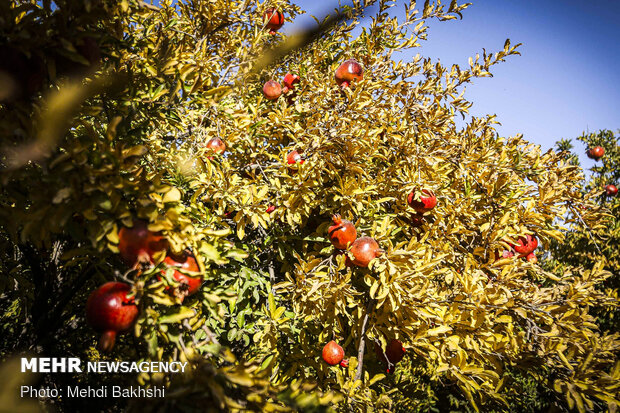 Pomegranate harvest in Qom
