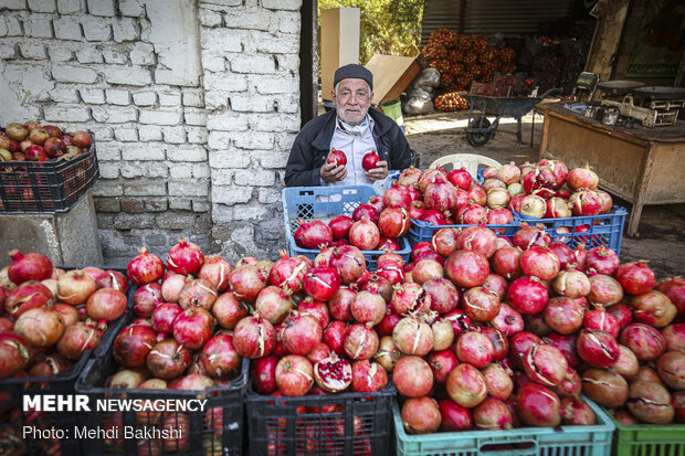 Pomegranate harvest in Qom
