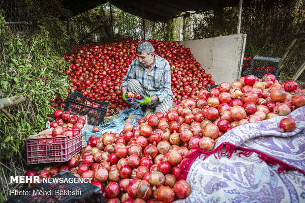 Pomegranate harvest in Qom
