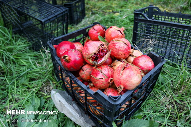 Pomegranate harvest in Qom
