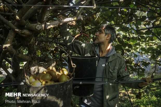 Kiwi harvest in N Iran
