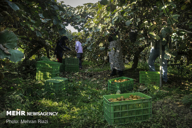 Kiwi harvest in N Iran
