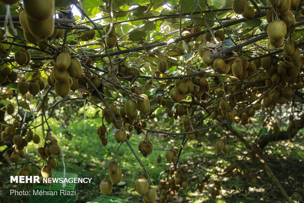 Kiwi harvest in N Iran
