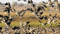 شناسایی بیماری آنفلوانزای فوق حاد پرندگان در منطقه میقان/عملیات مهار در حال اجراست