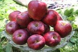 پویش «نذر سیب» در مهریز راه اندازی شد