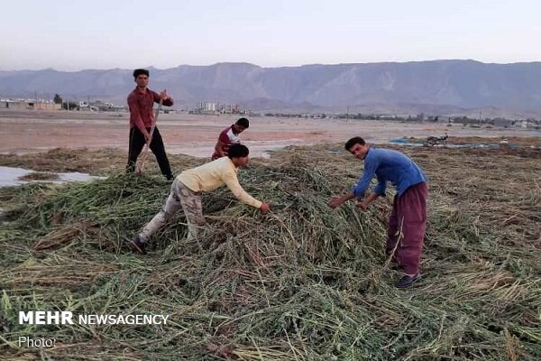 برداشت کنجد در لامرد آغاز شد