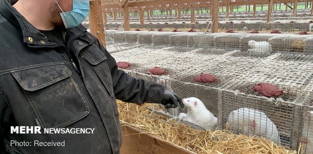 کشتار میلیون‌ها راسو در دانمارک برای مقابله با کرونا