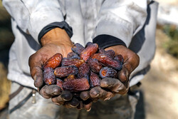 جشنواره فرهنگی و اقتصادی «مغ مهرگان» در حاجی‌آباد آغاز شد