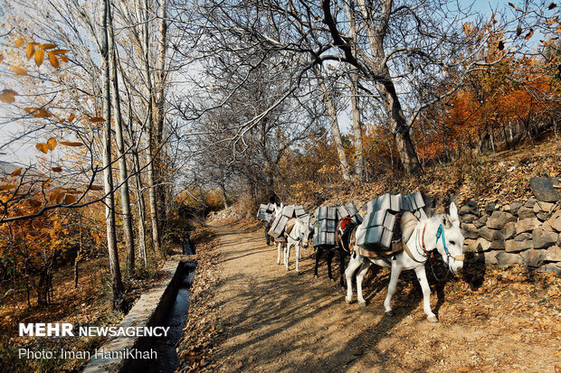 Breathtaking scenery of Autumn in Hamadan