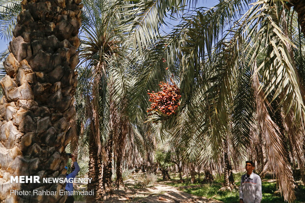 برداشت پیارم مرغوب‌ترین خرمای جهان در هرمزگان