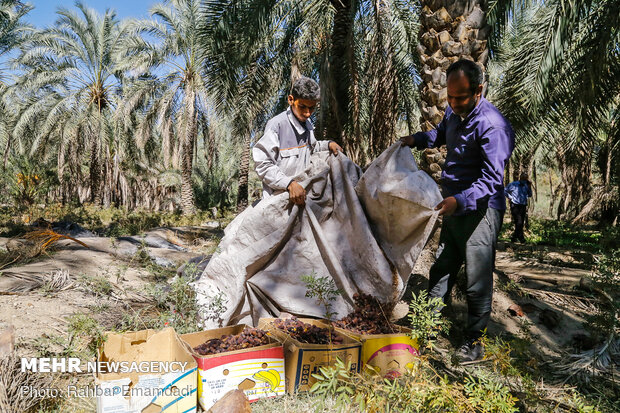 İran'ın güneyindeki hurma hasadından fotoğraflar