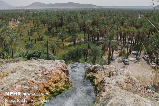 برداشت "پیارم" مرغوب‌ترین خرمای جهان در هرمزگان