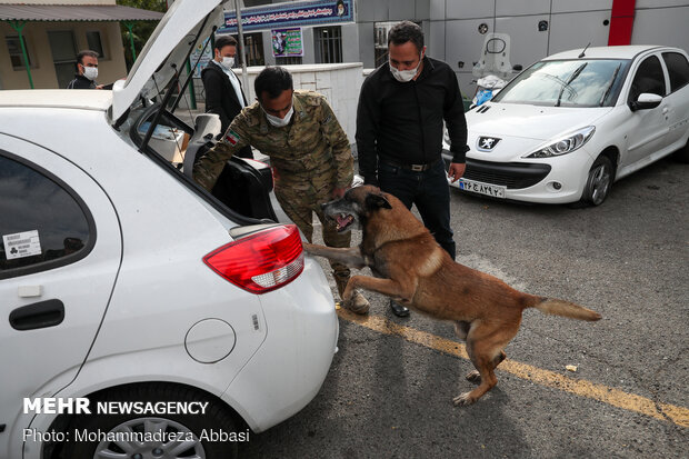 Sniffer dogs detect illegal drugs 