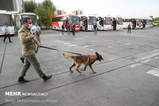 Sniffer dogs detect illegal drugs 