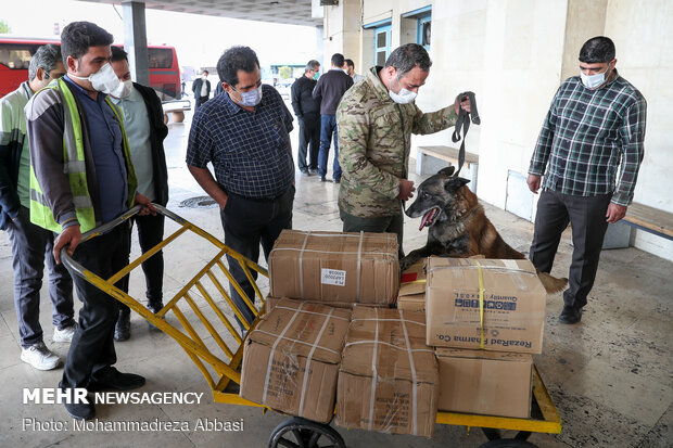 Sniffer dogs detect illegal drugs 