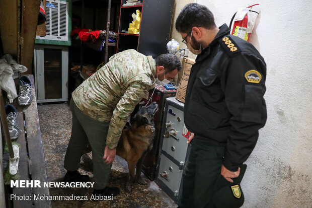 Sniffer dogs detect illegal drugs 