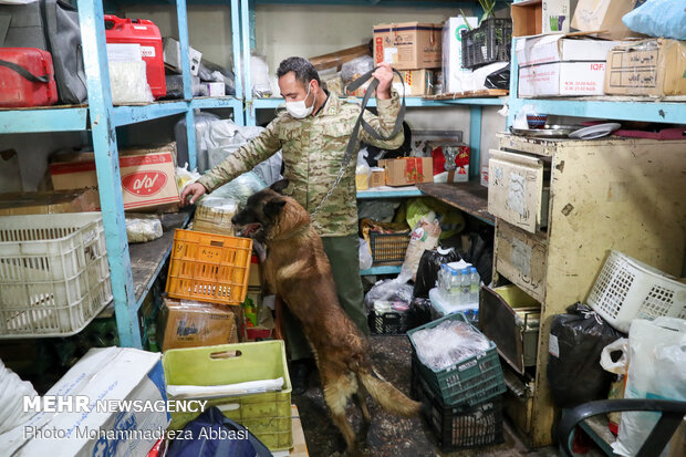 Sniffer dogs detect illegal drugs 