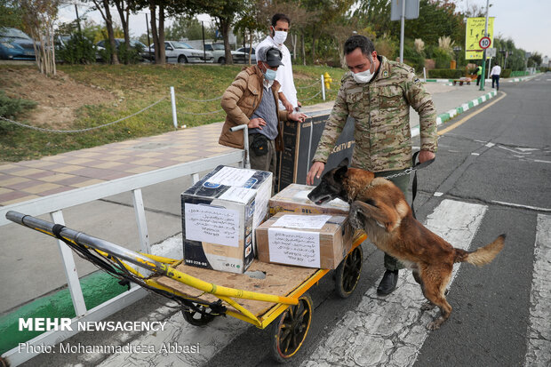 Sniffer dogs detect illegal drugs 